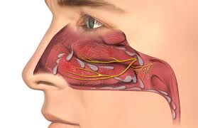 Respiratory